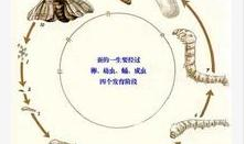 蚕的一生视频,从卵到丝的奇妙旅程